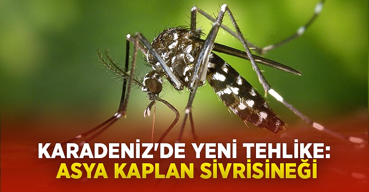 karadeniz de yeni tehlike asya kaplan sivrisinegi